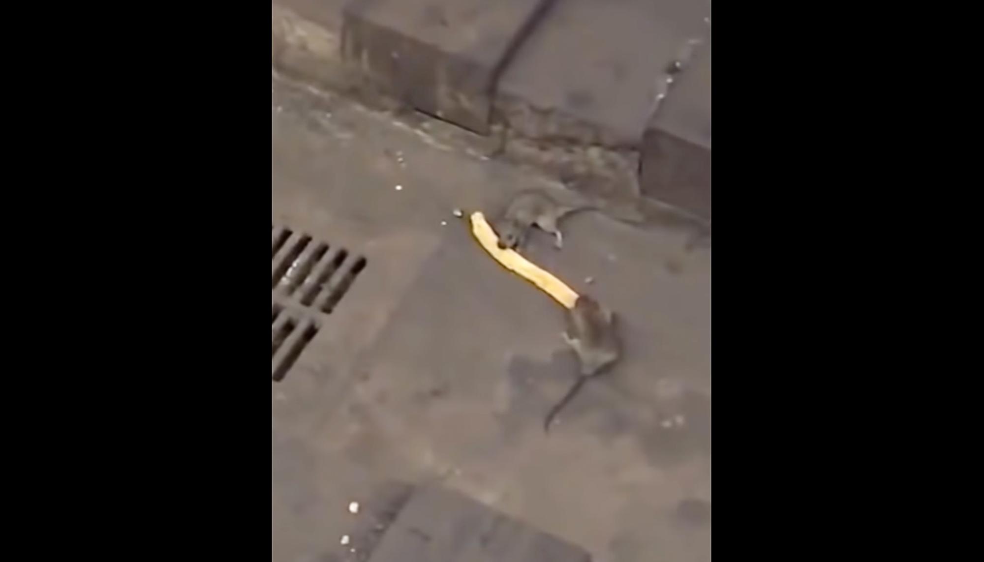 Dos ratas peleando por un churro